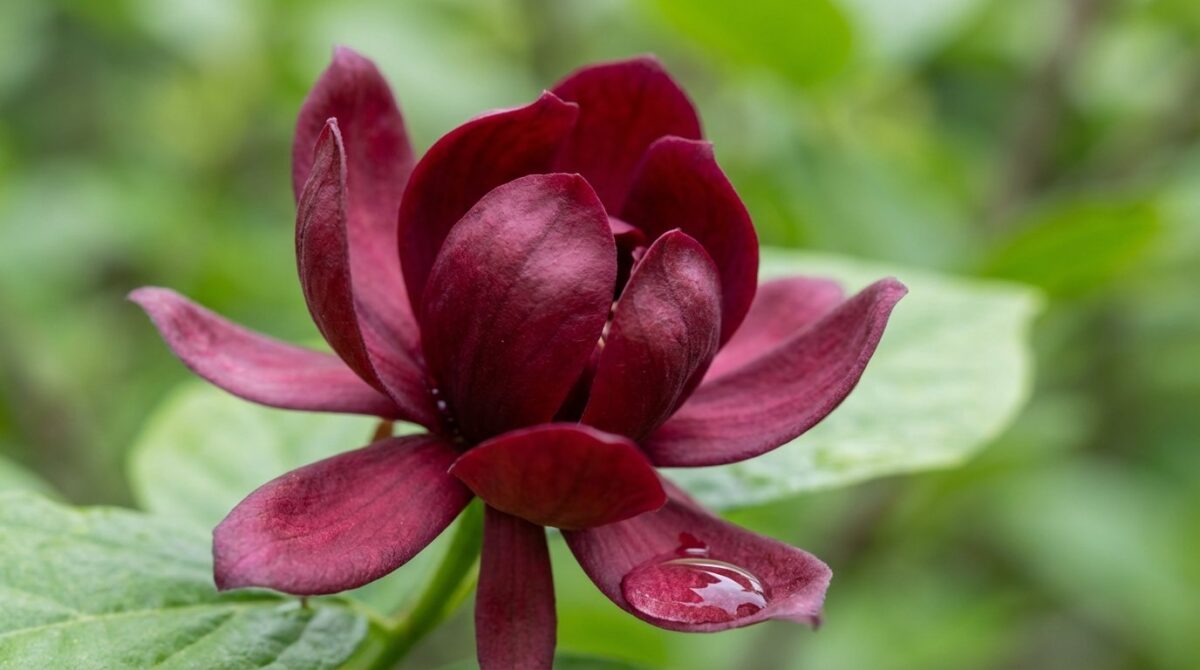 scopri il calycanthus, larbusto preistorico che profuma il giardino con aroma di caramella e seduce i giardinieri con la sua bellezza antica